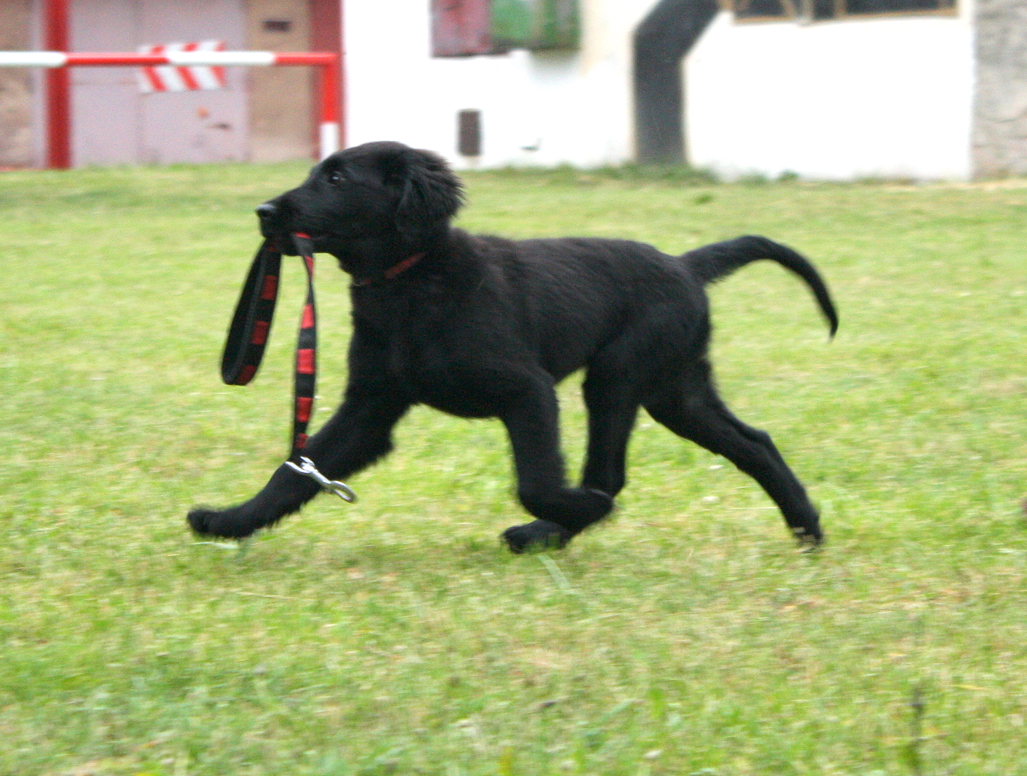 IMG_4575.JPG